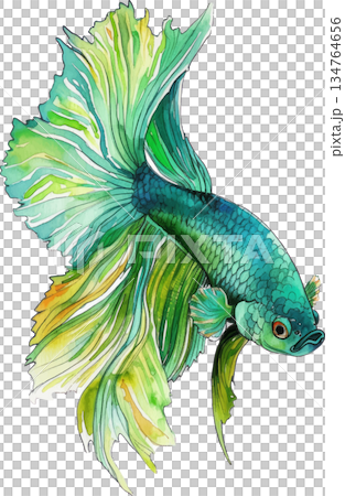 一幅美麗的鬥魚水彩插畫,背景為白色,是熱帶魚的設計元素,展現了優雅修長的魚鰭。 一幅美麗的鬥魚水彩插畫,背景為白色,是熱帶魚的設計元素,展現了優雅修長的魚鰭。 134764656