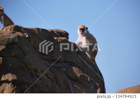 Monkey Sitting on Rocky Cliff Monkey Sitting on Rocky Cliff 134764925