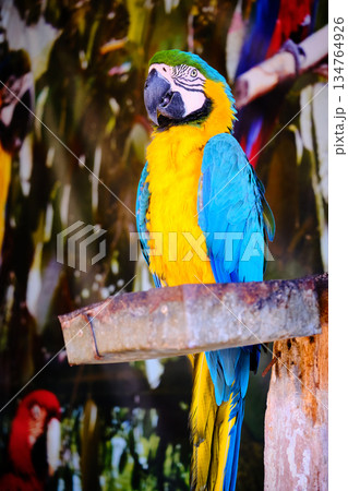 Blue and Yellow Macaw on Wooden Perch 134764926