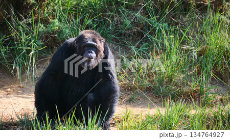 Chimpanzee Sitting in Green Grass Chimpanzee Sitting in Green Grass 134764927