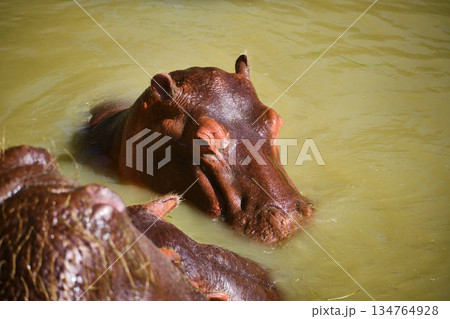 Hippopotamus Resting in Shallow Water 134764928