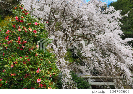 京都 大豊神社 美しい桜(京都府京都市左京区) 京都 大豊神社 美しい桜(京都府京都市左京区) 134765605