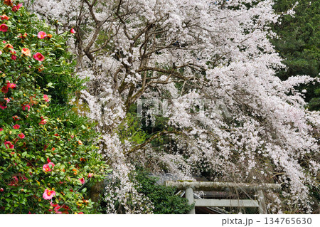 京都　大豊神社　 美しい桜（京都府京都市左京区） 134765630