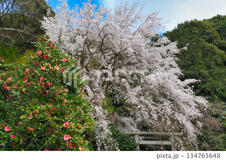 京都　大豊神社　 美しい桜（京都府京都市左京区） 134765648