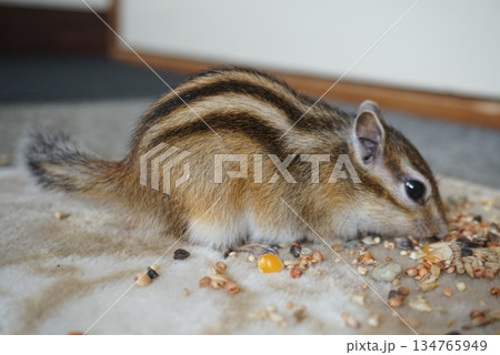 餌を集めるシマリス 134765949