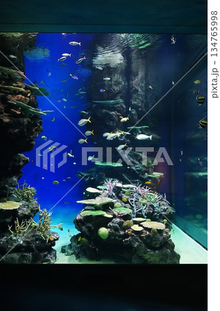 水族館の風景 134765998