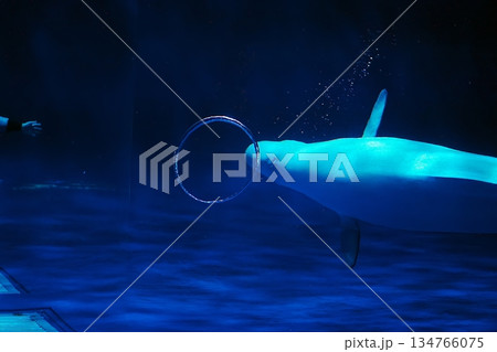 シロイルカショーの風景 134766075