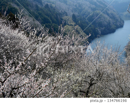 奈良県奈良市_月ヶ瀬梅林49_2025年3月 奈良県奈良市_月ヶ瀬梅林49_2025年3月 134766198