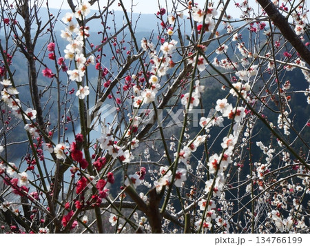 奈良県奈良市_月ヶ瀬梅林50_2025年3月 134766199