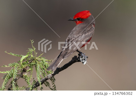 Vermilion Flycatcher perched,Pyrocephalus rubinus, La Pampa, Argentina Vermilion Flycatcher perched,Pyrocephalus rubinus, La Pampa, Argentina 134766302