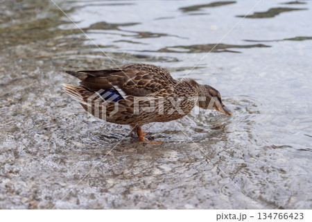 Duck near mountain lake in the natural environment wildlife. Female grey duck bird near the water 134766423