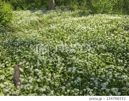 white flourishing wild garlic 134766552
