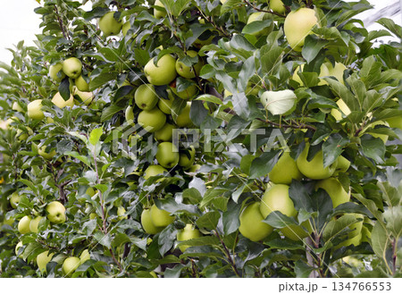 trees with Golden Delicious apples 134766553