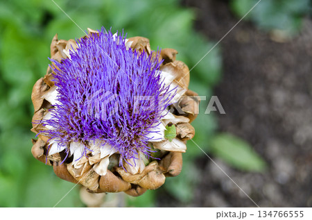 Artichoke blossom Artichoke blossom 134766555