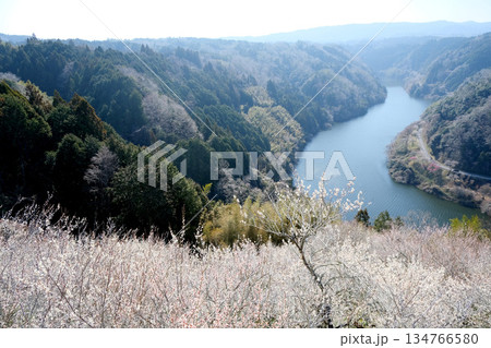 奈良県奈良市_月ヶ瀬梅林からの景色16_2025年3月 134766580