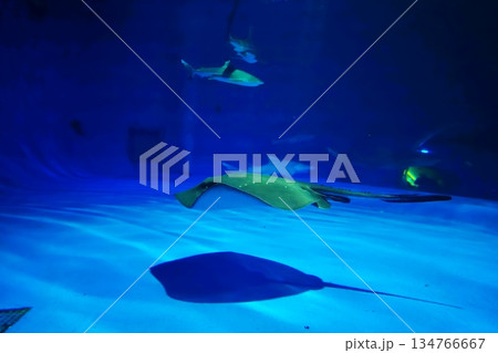 水族館の風景 水族館の風景 134766667