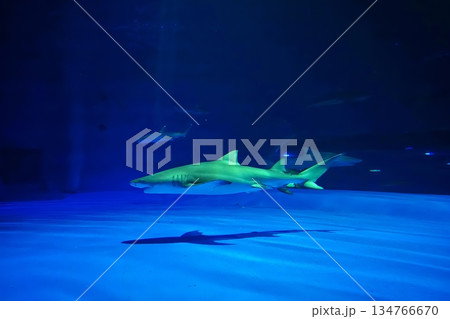 レモンザメ 134766670