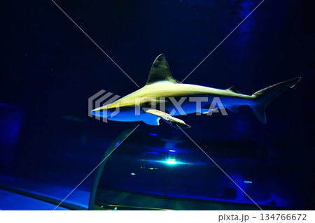 水族館の海底トンネル 水族館の海底トンネル 134766672