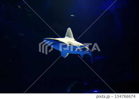 水族館の海底トンネル 134766674
