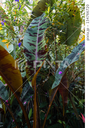 Tropical banana leaves with red vibrant foliage 134766720