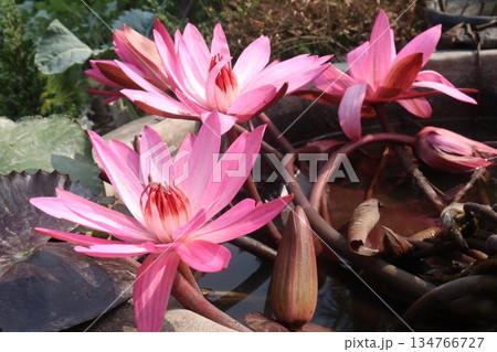 water Lily Flowers plant on pot in farm water Lily Flowers plant on pot in farm 134766727