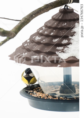 A titmouse eats seeds and bird food from a plastic feeder, against a snowy background, close-up 134766763