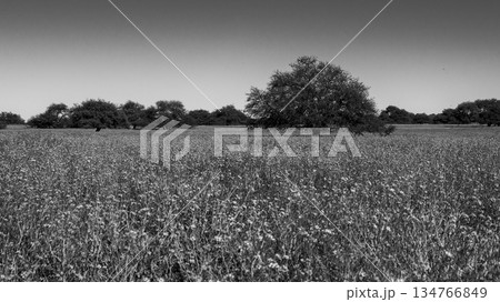 Flowered field in the Pampas Plain, La Pampa Province, Patagonia, Argentina. Flowered field in the Pampas Plain, La Pampa Province, Patagonia, Argentina. 134766849
