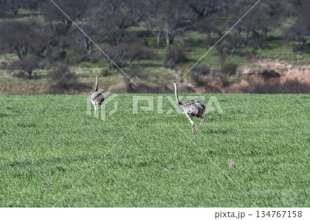 Greater Rhea, Rhea americana, in Pampas coutryside environment, La Pampa province, ,Brazil. Greater Rhea, Rhea americana, in Pampas coutryside environment, La Pampa province, ,Brazil. 134767158