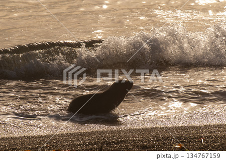 SOUTH AMERICAN SEA LION pup,Peninsula Valdes,  134767159