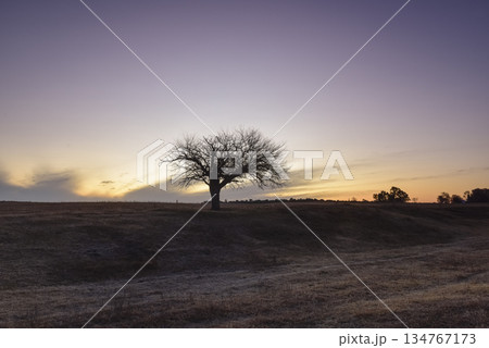 Flowered field in the Pampas Plain, La Pampa Province, Patagonia, Argentina. 134767173