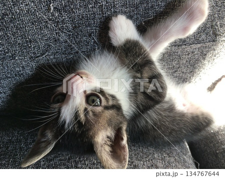 見つめる猫 134767644