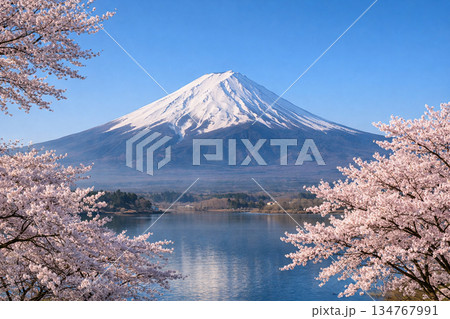 春の晴れた空と満開の桜と富士山 134767991