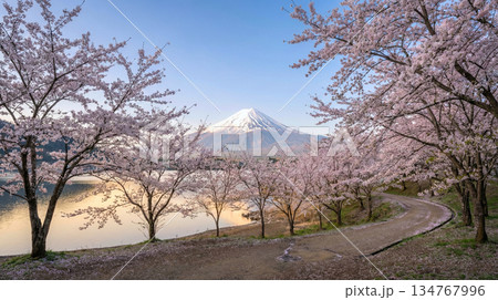 桜のある風景と富士山 134767996