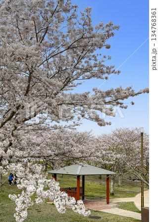 七瀬川自然公園と満開の桜 134768361
