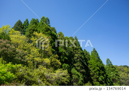 4月 新緑の樹林 4月 新緑の樹林 134769014