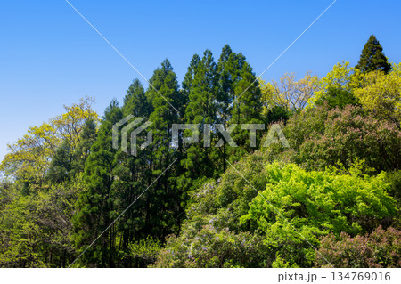 4月 新緑の樹林 134769016