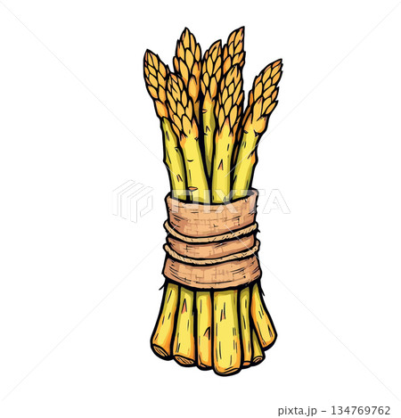Vsai bundle of fresh yellow asparagus tied with string 134769762