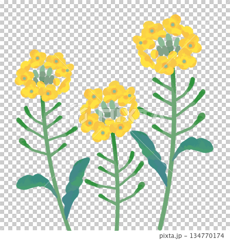 手繪可愛油菜花插圖 134770174