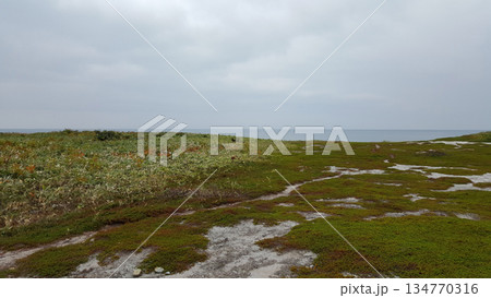 Coastal view on the Kuril Islands featuring a dense mixed coniferous and deciduous forest. 134770316