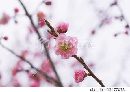 庭に咲くウメの花 134770584
