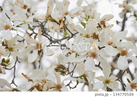 北海道の公園に咲くコブシの花 134770589