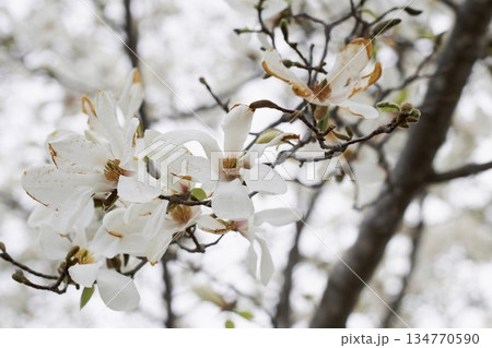 北海道の公園に咲くコブシの花 北海道の公園に咲くコブシの花 134770590