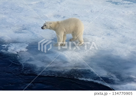 Polar bear on an ice floe. Arctic predator 134770905