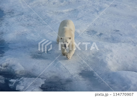 Polar bear on an ice floe. Arctic predator Polar bear on an ice floe. Arctic predator 134770907