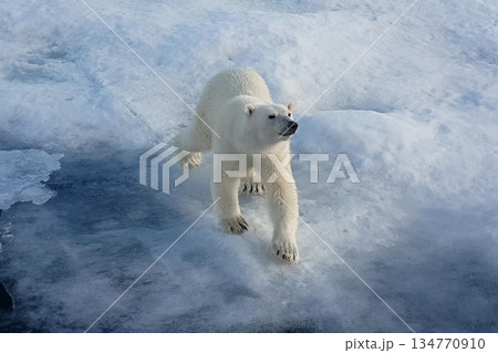 Polar bear on an ice floe. Arctic predator Polar bear on an ice floe. Arctic predator 134770910