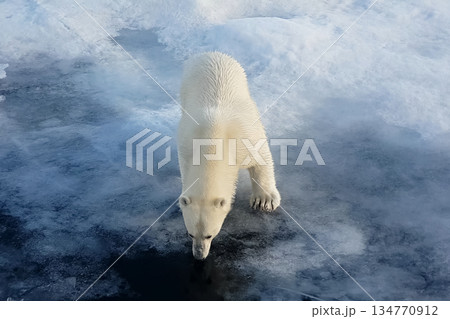 Polar bear on an ice floe. Arctic predator Polar bear on an ice floe. Arctic predator 134770912