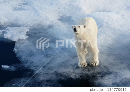 Polar bear on an ice floe. Arctic predator Polar bear on an ice floe. Arctic predator 134770913