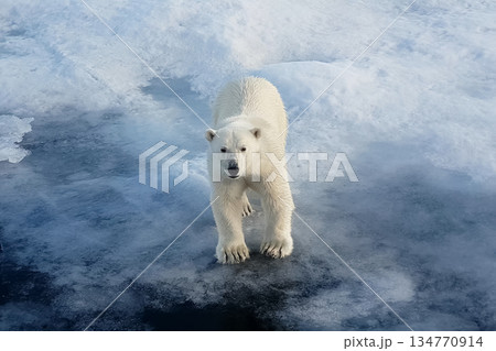 Polar bear on an ice floe. Arctic predator Polar bear on an ice floe. Arctic predator 134770914