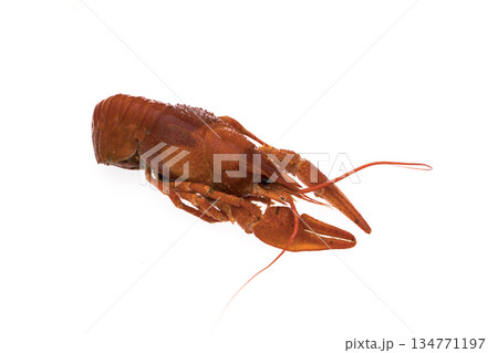 Crayfish, boiled, cooked, red on white background 134771197