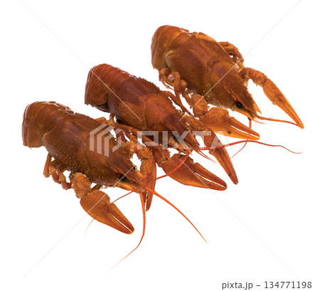 Three crayfish, cooked, red, on a white background, isolated Three crayfish, cooked, red, on a white background, isolated 134771198